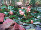 Salmon Lilies Among The Rocks by Judy  Loper
